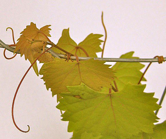 Fig 7: Unlike other grapes, muscadines have unbranched tendrils